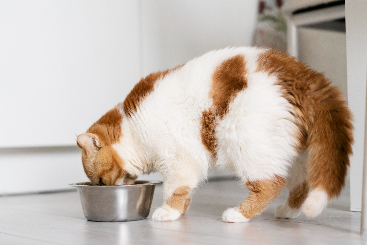 makanan berbahaya untuk kucing