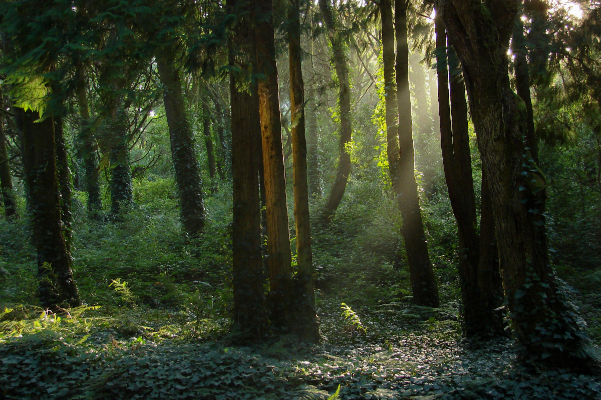 hari hutan indonesia